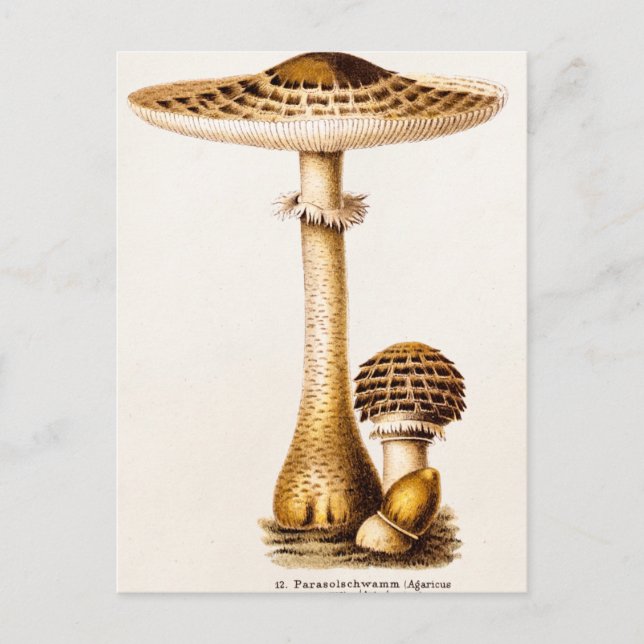 Vintage 1800s Mushroom Agricus Mushrooms Template Postcard (Front)
