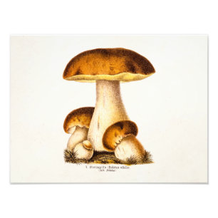Vintage 1800s Mushroom Edible Mushrooms Template Photo Print