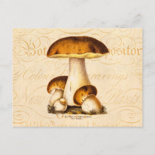 Vintage 1800s Mushroom Edible Mushrooms Template Postcard
