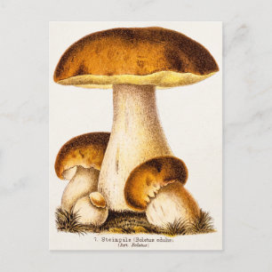 Vintage 1800s Mushroom Edible Mushrooms Template Postcard