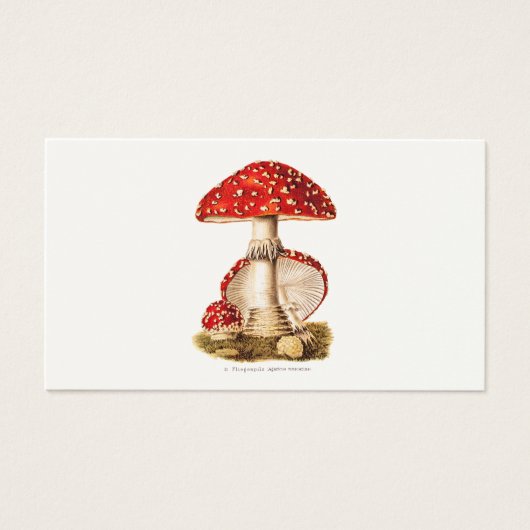 Vintage 1800s Mushroom Red Mushrooms Template (Front)