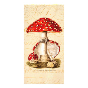 Vintage 1800s Mushroom Red Mushrooms Template