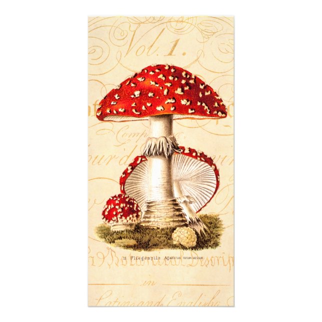 Vintage 1800s Mushroom Red Mushrooms Template (Front)