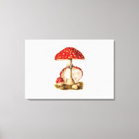 Vintage 1800s Mushroom Red Mushrooms Template