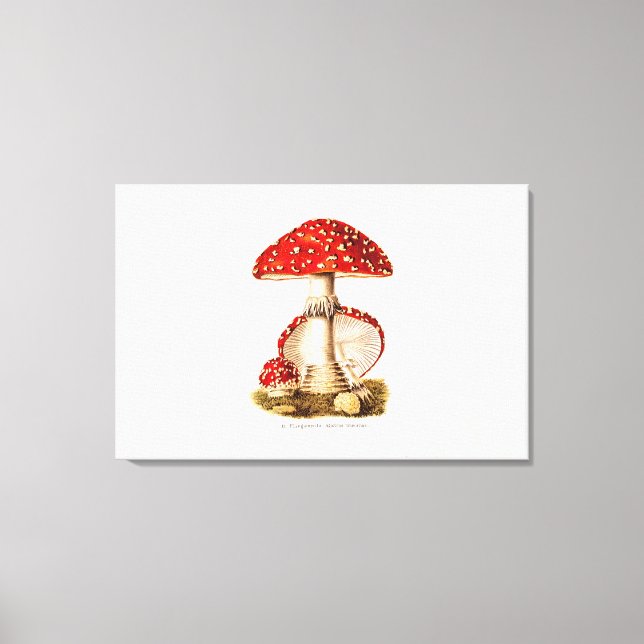 Vintage 1800s Mushroom Red Mushrooms Template Canvas Print (Front)