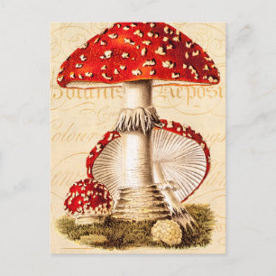 Vintage 1800s Mushroom Red Mushrooms Template Postcard