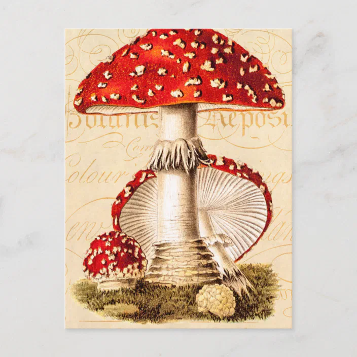 Thank You Card Message Card Mushroom Birthday Card White Watercolor Illustration Notecard Mushrooms Button