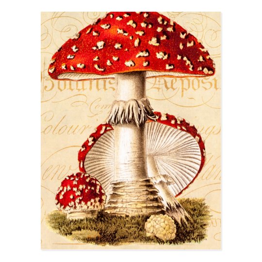 Vintage 1800s Mushroom Red Mushrooms Template Postcard | Zazzle.com