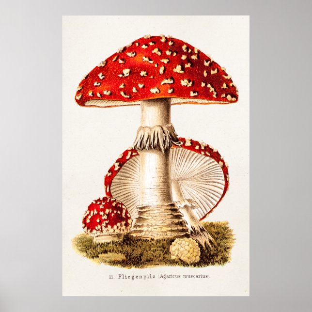 Vintage 1800s Mushroom Red Mushrooms Template Poster (Front)