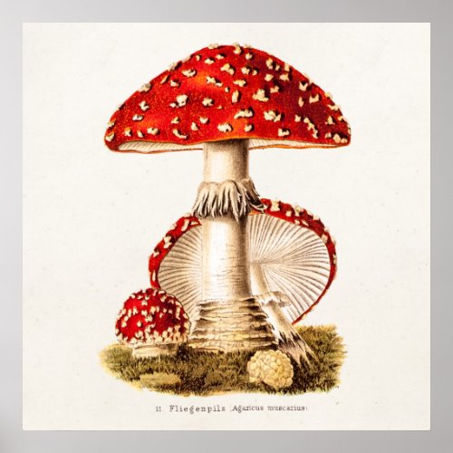 Vintage 1800s Mushroom Red Mushrooms Template Poster