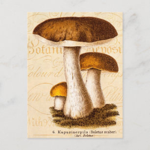 Vintage 1800s Mushroom Scaber Brown Mushrooms Postcard