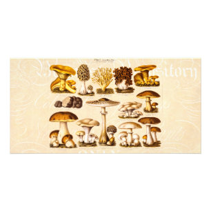 Vintage 1800s Mushroom Variety Mushrooms Template
