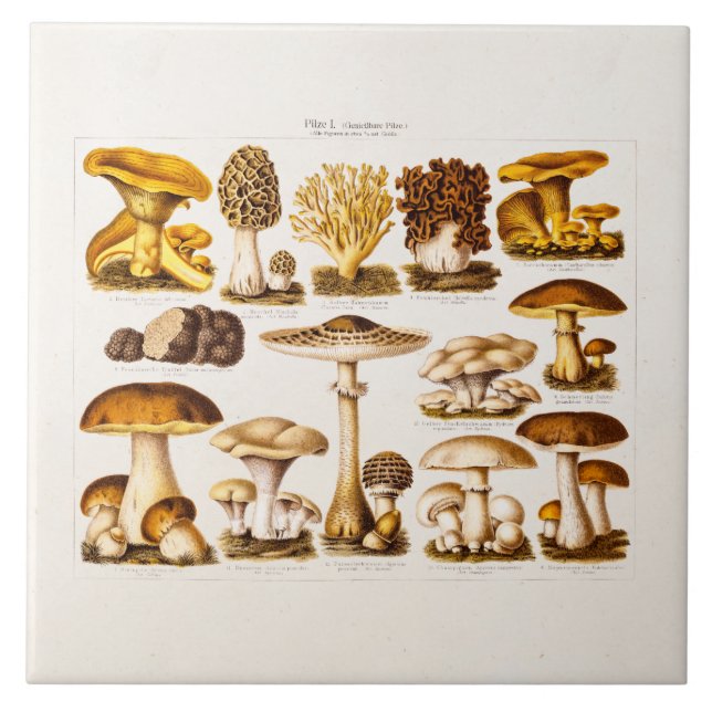 Vintage 1800s Mushroom Variety  Mushrooms Template Tile (Front)
