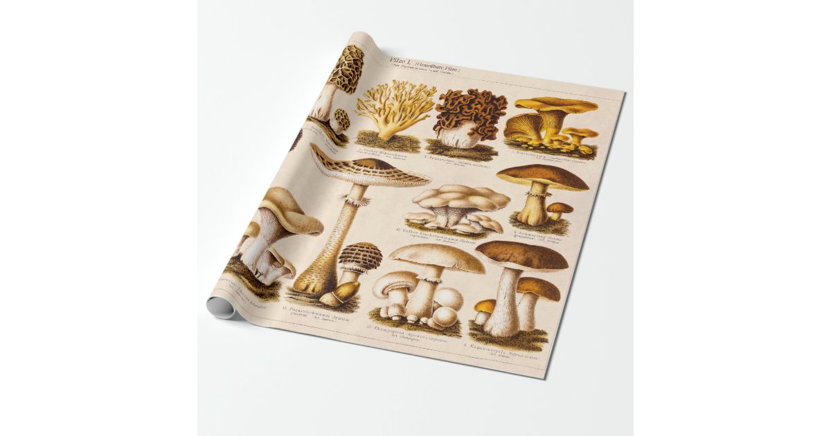 Vintage 1800s Mushroom Variety Mushrooms Template Wrapping Paper