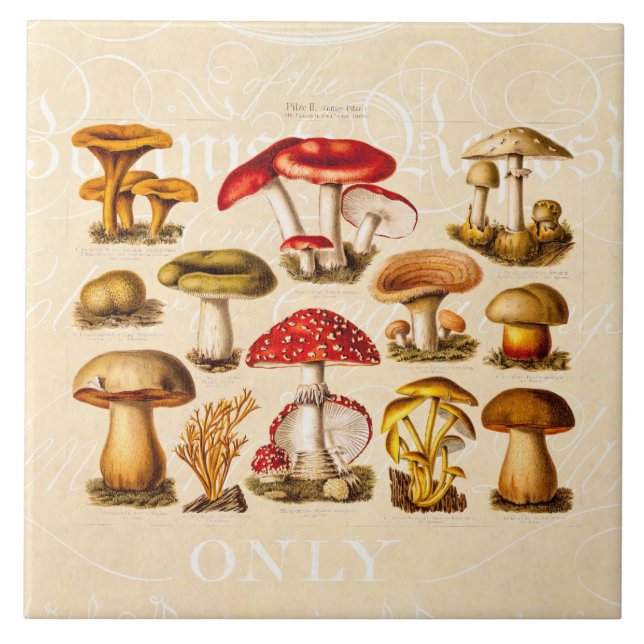 Vintage 1800s Mushroom Variety Red Mushrooms Ceramic Tile (Front)