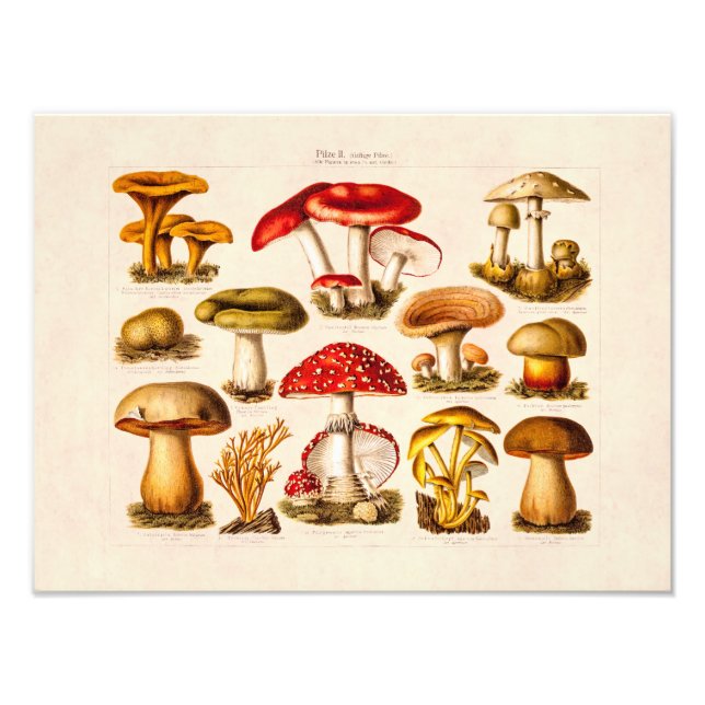Vintage 1800s Mushroom Variety Red Mushrooms Photo Print (Front)