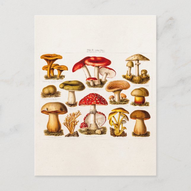 Vintage 1800s Mushroom Variety Red Mushrooms Postcard (Front)