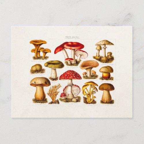 Vintage 1800s Mushroom Variety Red Mushrooms Postcard