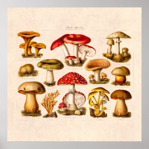 Vintage 1800s Mushroom Variety Red Mushrooms Poster