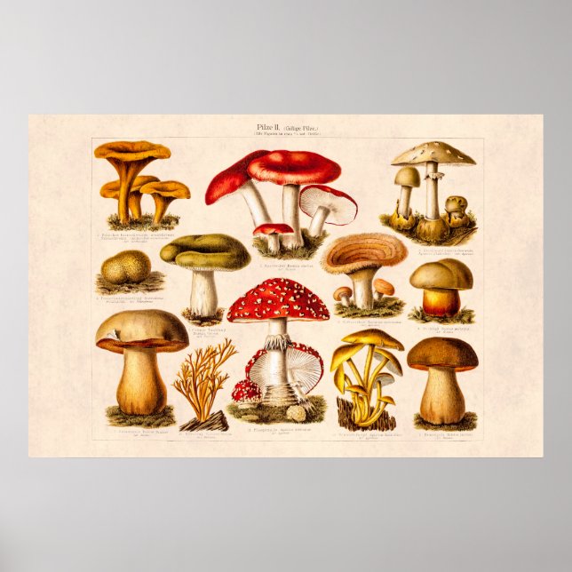 Vintage 1800s Mushroom Variety Red Mushrooms Poster (Front)