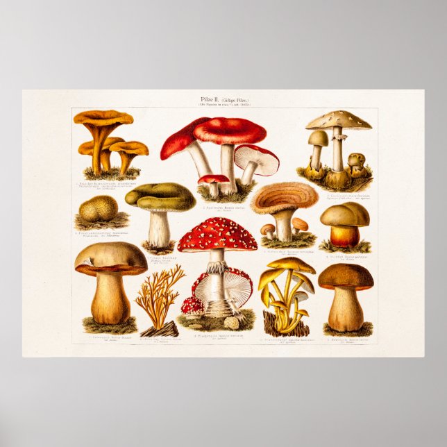 Vintage 1800s Mushroom Variety Red Mushrooms Poster (Front)
