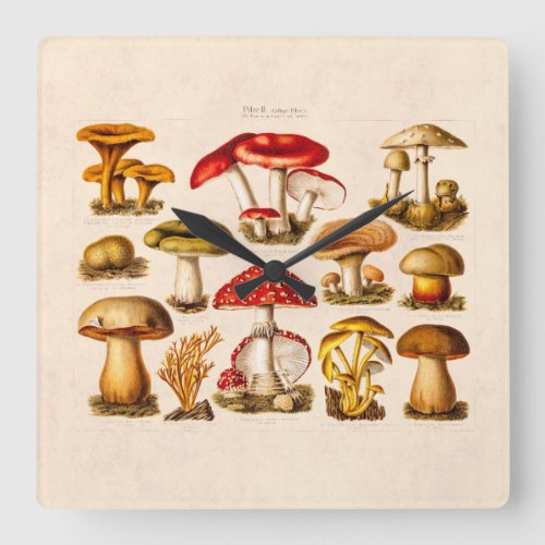 Vintage 1800s Mushroom Variety Red Mushrooms Square Wall Clock