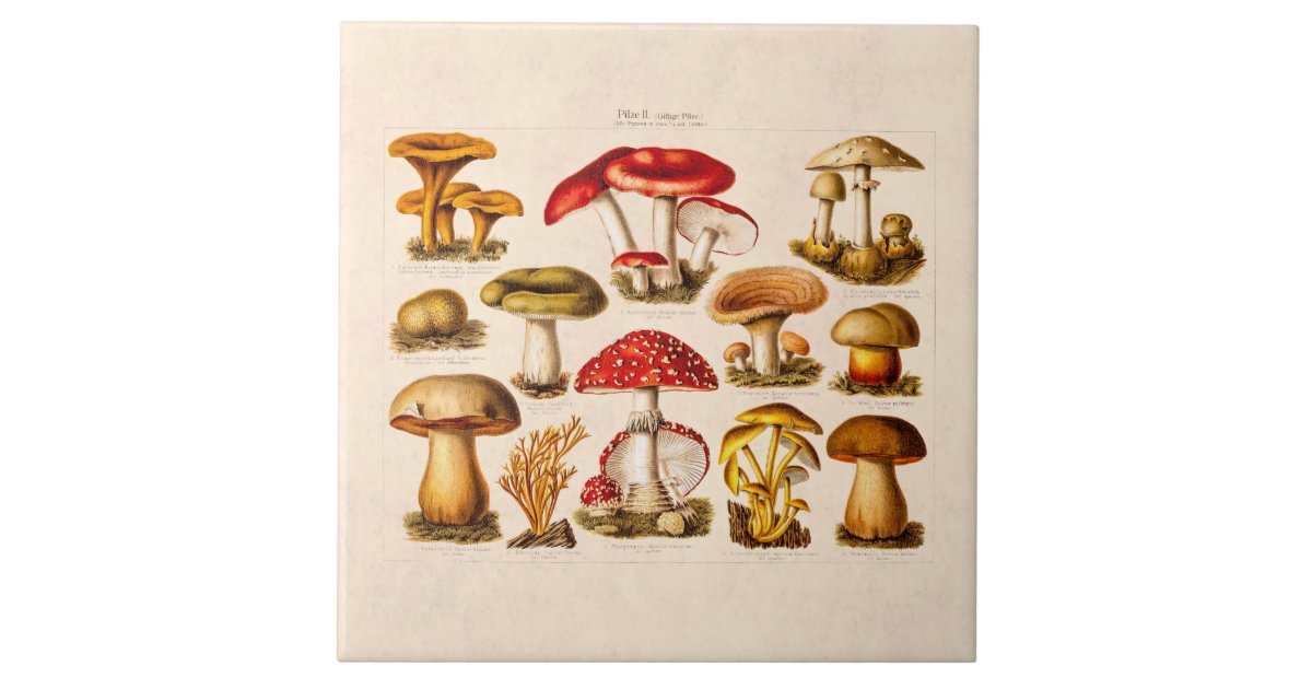 Vintage 1800s Mushroom Variety Red Mushrooms Tile | Zazzle.com