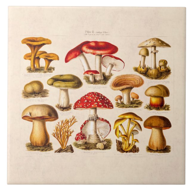 Vintage 1800s Mushroom Variety Red Mushrooms Tile (Front)