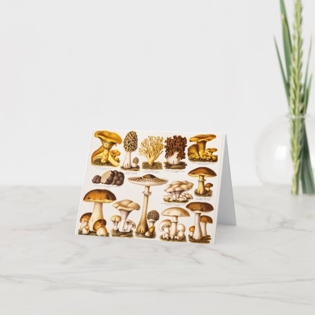 Vintage 1800s Mushroom Variety Template (Front)