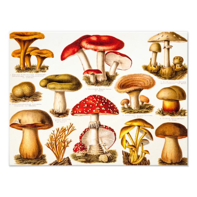 Vintage 1800s Mushroom Variety Template Photo Print (Front)