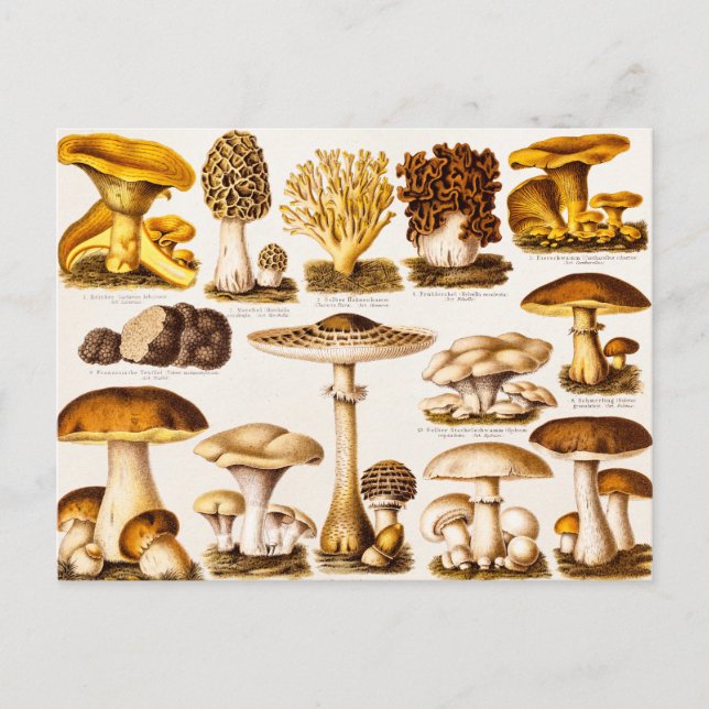 Vintage 1800s Mushroom Variety Template Postcard (Front)