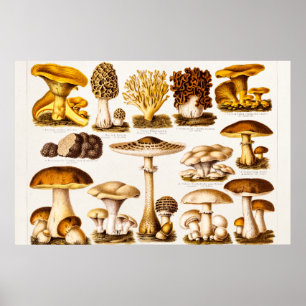 Vintage 1800s Mushroom Variety Template Poster