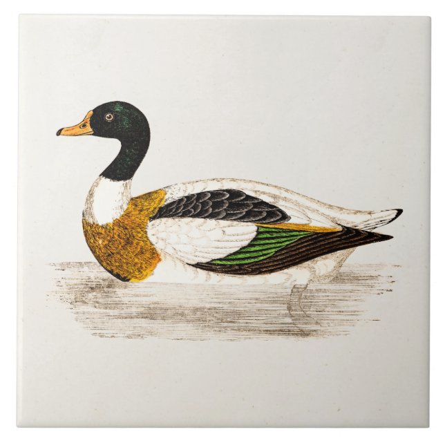 Vintage 1800s Old Drake Duck Illustration - Ducks Tile (Front)