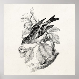 Vintage 1800s Old Mountain Finch Bird Illustration Poster