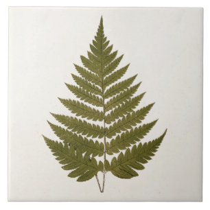 Vintage 1800s Olive Green Fern Leaf Template Tile
