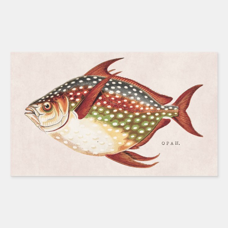Opah Fish Design Vintage 1800s Opah Tropical Sporting Fish Drawing Rectangular Sticker ...