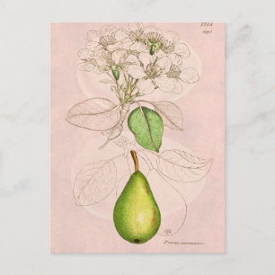 Vintage 1800s Pear Blossom Flower Collage Template Postcard