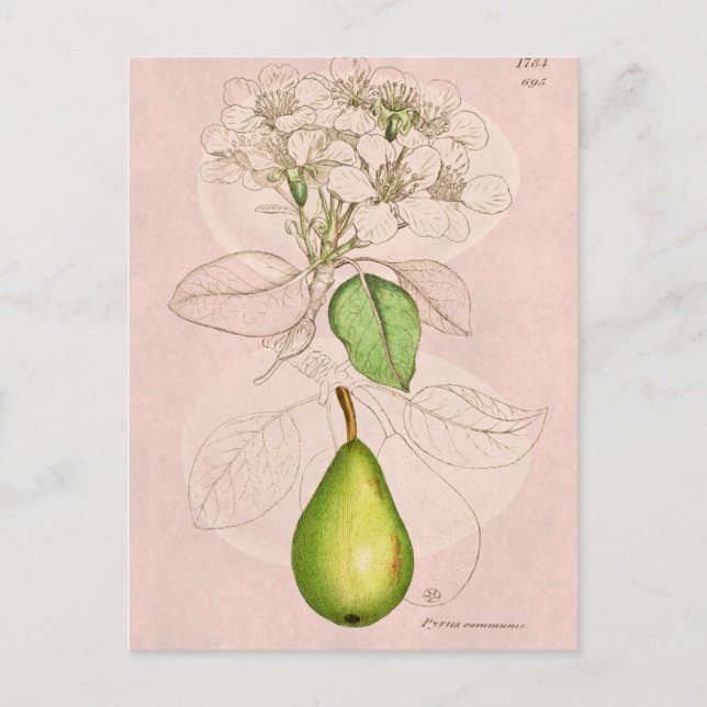 Vintage 1800s Pear Blossom Flower Collage Template Postcard (Front)
