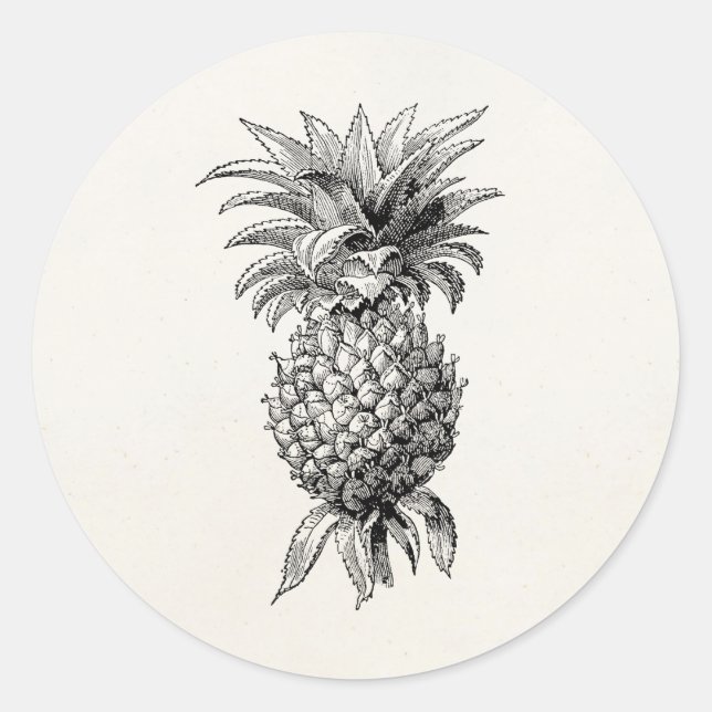 Vintage 1800s Pineapple Illustration Pineapples Classic Round Sticker (Front)