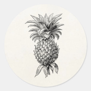 Vintage 1800s Pineapple Illustration Pineapples Classic Round Sticker