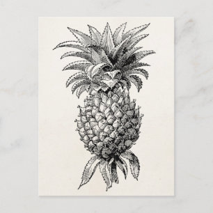Vintage 1800s Pineapple Illustration Pineapples Postcard