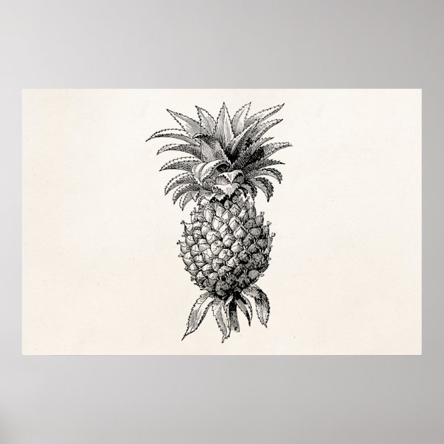 Vintage 1800s Pineapple Illustration Pineapples Poster (Front)