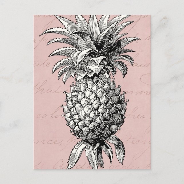 Vintage 1800s Pineapple Illustration Pink Postcard (Front)