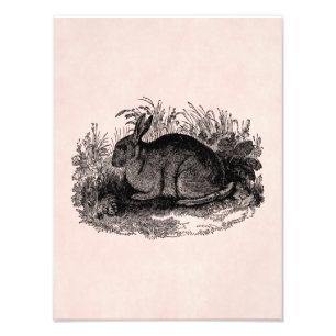 Vintage 1800s Rabbit Retro Bunny Template Rabbits Photo Print