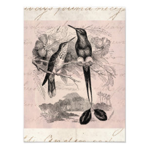 Vintage 1800s Racket-Tail Hummingbird Racquet Tail Photo Print