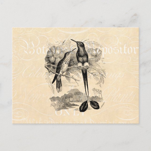 Vintage 1800s Racket-Tail Hummingbird Racquet Tail Postcard (Front)