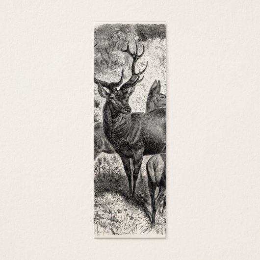 Vintage 1800s Red Deer Illustration Stag Doe Fawn (Front)