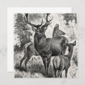 Vintage 1800s Red Deer Illustration Stag Doe Fawn (Front/Back)