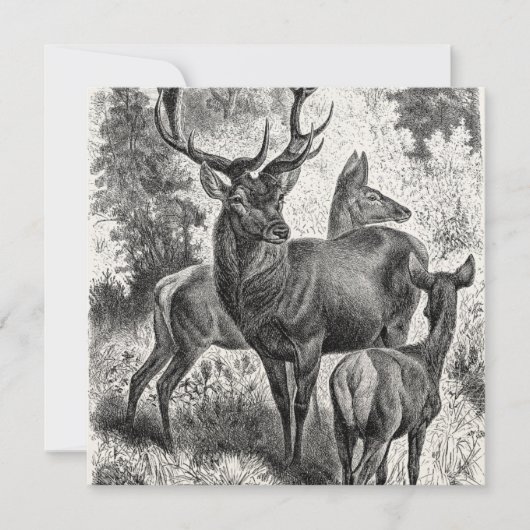 Vintage 1800s Red Deer Illustration Stag Doe Fawn (Front)