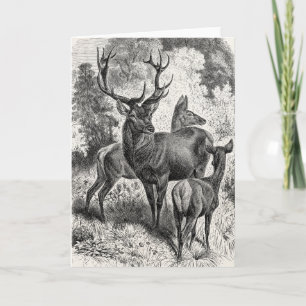 Vintage 1800s Red Deer Illustration Stag Doe Fawn Card